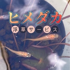 【メダカ／生態】ヒメダカ　6匹（+浮草サービス）