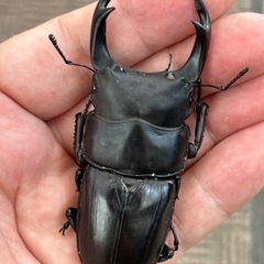 オオクワガタ新成虫ペア　能勢SR ② 商談中