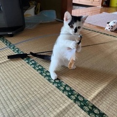 子猫の里親募集してます