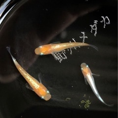 ダイアナ妃1ペア＋雌1匹　道三めだか様直個体F1