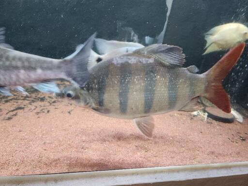 大型魚色々、値段交渉今日明日取引限定