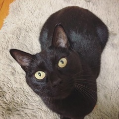 すごく甘えん坊で大人しい黒猫ちゃん♂