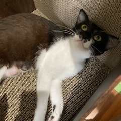 (仮) クーロー