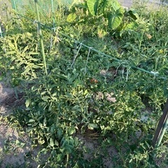 🍅自然栽培　野菜　柑橘系作り　募集します。夏野菜準備スタートします。 - 松山市