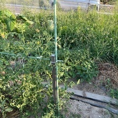 🍅自然栽培　野菜　柑橘系作り　募集します。夏野菜準備スタートします。 - その他