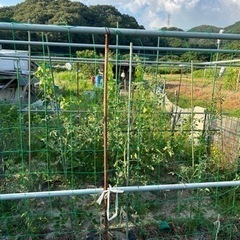 🍅自然栽培　野菜　柑橘系作り　募集します。夏野菜準備スタートします。 − 愛媛県