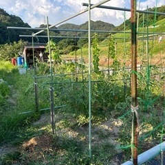 🍅自然栽培　野菜　柑橘系作り　募集します。夏野菜準備スタートします。 - メンバー募集
