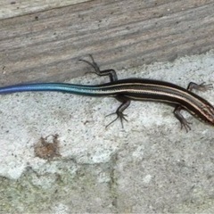 ニホントカゲの画像