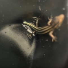 ニホントカゲの画像