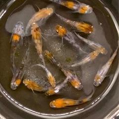 三色ラメ　現物16匹