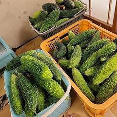 美味しい！好評！都農町産　無農薬　じいちゃんのゴーヤ　5キロ～の画像