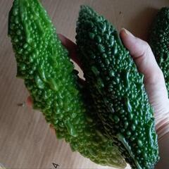 美味しい！好評！都農町産　無農薬　じいちゃんのゴーヤ　5キロ～の画像