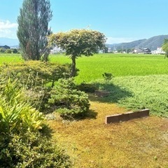 福井県　賃貸めちゃ綺麗な一軒屋🉐JR 武生・新幹線越前武生駅共に 車で6分‼️駅近戸建🉐敷礼無料　庭付 50000円  - 越前市