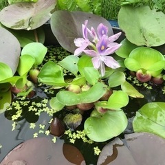 ホテイ草（譲渡先が決まりました）の画像