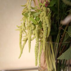 センテット　グリーンブーケの画像