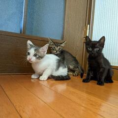 2ヶ月メス仔猫3姉妹ฅ( ˙꒳​˙ ฅ≡ฅ ˙꒳​˙ ฅ≡ฅ ˙...