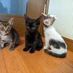 2ヶ月メス仔猫3姉妹ฅ( ˙꒳​˙ ฅ≡ฅ ˙꒳​˙ ฅ≡ฅ ˙꒳​˙)ฅ♪ - 里親募集