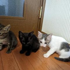 2ヶ月メス仔猫3姉妹ฅ( ˙꒳​˙ ฅ≡ฅ ˙꒳​˙ ฅ≡ฅ ˙꒳​˙)ฅ♪ - 猫