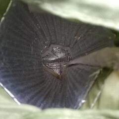 ♥ポチャッコ ボトルホルダー 中古 洗浄済み 訳あり☆物々交換可❇️ の画像