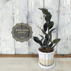 ザミオクルカス レイヴン　観葉植物   