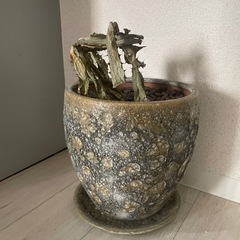 ツボ　植物用