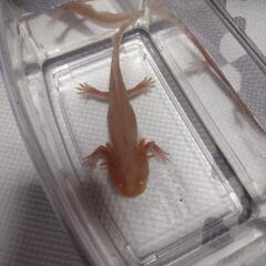 ウーパールーパー(アルビノ)