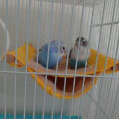 セキセイインコ２羽
