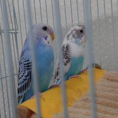 セキセイインコ２羽 - 本宮市