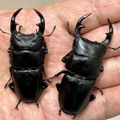 国産オオクワガタ（久留米産）2ペア(チビたち)