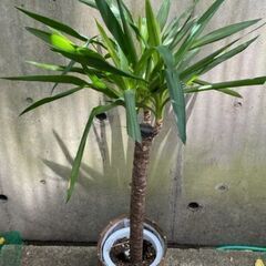 観葉植物の引取・再利用・リサイクル 世田谷区・目黒区をはじめ、東京23区、横浜市、川崎市 − 東京都