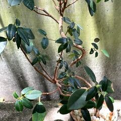 観葉植物の引取・再利用・リサイクル 世田谷区・目黒区をはじめ、東京23区、横浜市、川崎市 - リサイクルショップ