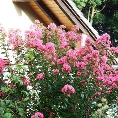 ❤️WiFi内蔵❤️自撮り★FX-S1★動作品★回転液晶★富士フイルムの画像