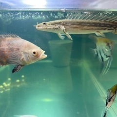 アルビノタイガーオスカーの画像