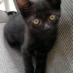 里親募集（黒猫オス約2ヶ月）