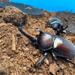 国産カブトムシ20ペア（イベント用）＋♀10  計50匹セット