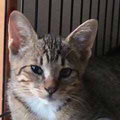 食欲モリモリトイレもバッチリ三匹の子猫 エイズ白血病陰性 - 猫