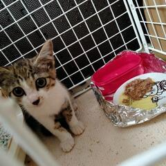愛されフェイスのキジシロちゃん♪