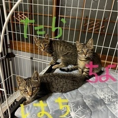 優しい里親さんが決まりました！