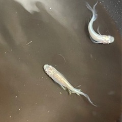 メダカ　天女の舞　稚魚10匹