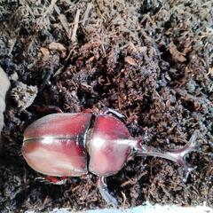 カブトムシ　国産レッドボディピンクアイの幼虫8匹です。の画像