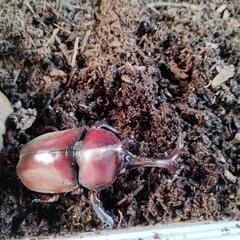 カブトムシ　国産レッドボディピンクアイの幼虫8匹です。の画像