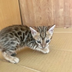 ベンガル　ハイクラスの母親です。