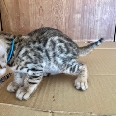ベンガル　ハイクラの親です^ - ^