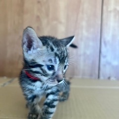 ベンガル　メラニスティックベンガルの子供