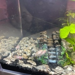 熱帯魚　お盆だけセール！16日まで！小さい白ミッキーマウスプラテ...