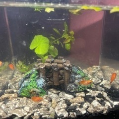 熱帯魚　お盆だけセール小さいミッキーマウスプラティオレンジ！5匹...