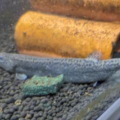 【決まりました】ドジョウ　2匹の画像