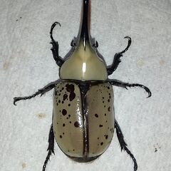 【Ｂ品／♂♀ペア／もうすぐブリード可】グラントシロカブト新成虫（１）