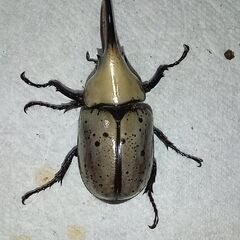 【もうすぐブリード可／♂♀ペア】グラントシロカブト新成虫（１）