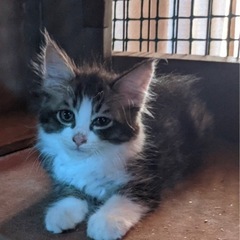 長毛の白黒ふわちゃん